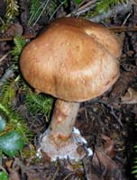 Cortinarius armillatus cap.